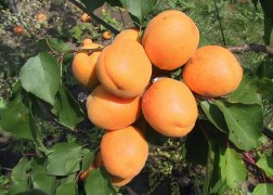 Prunus Armeniaca Hargrand / Hargrand  kajszi